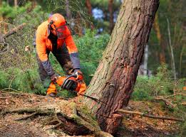 How Our Tree Care Process Works  in  Highland Park, NJ